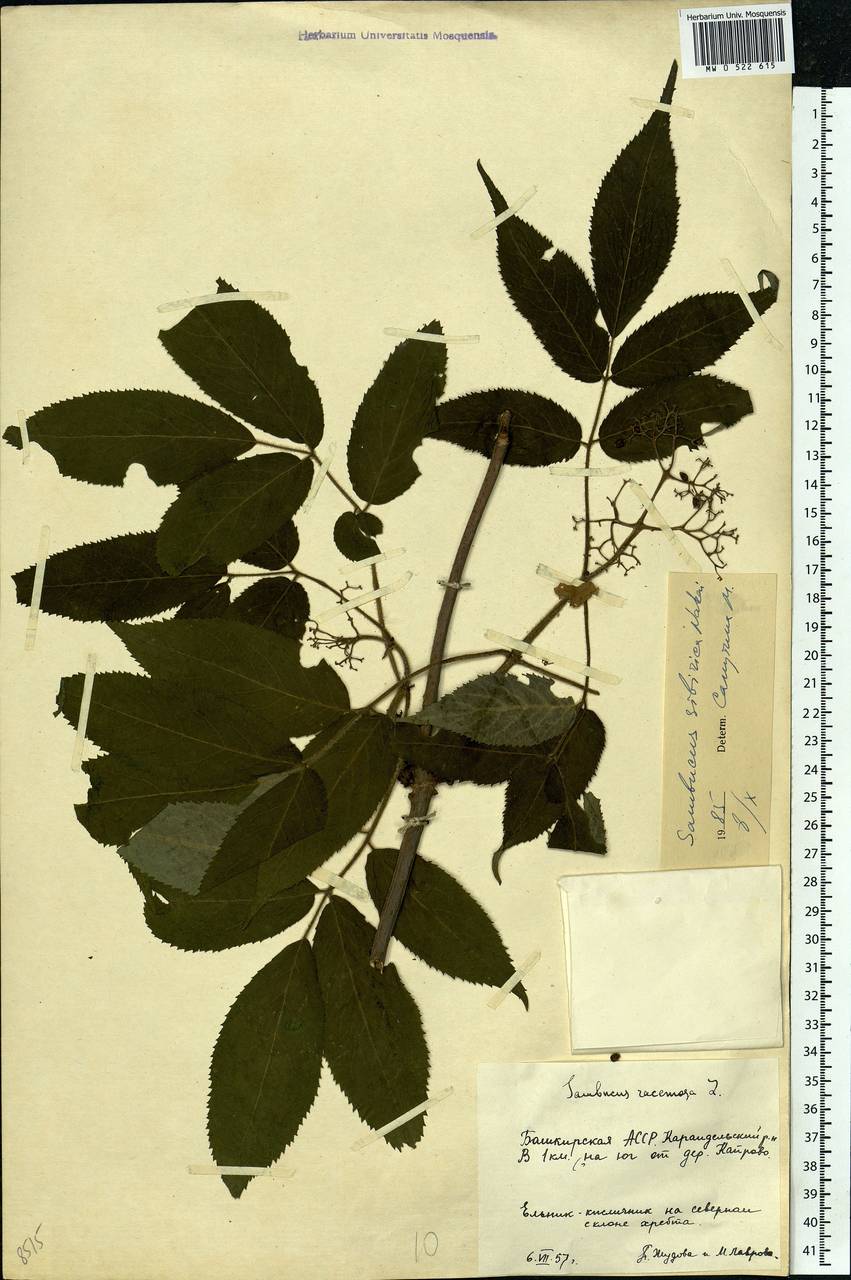 Sambucus racemosa L., Eastern Europe, Eastern region (E10) (Russia)