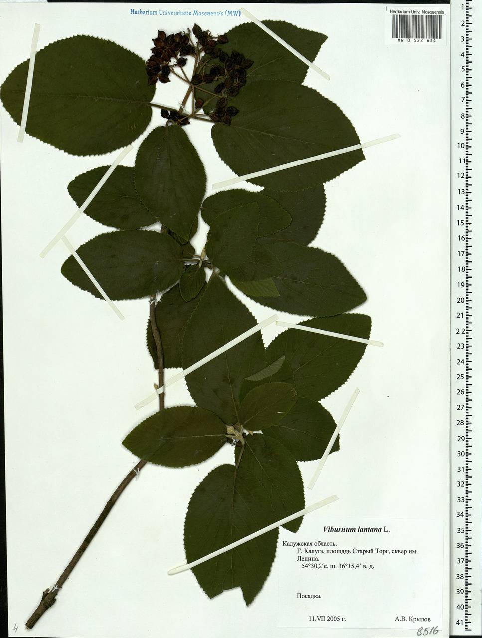 Viburnum lantana L., Eastern Europe, Central region (E4) (Russia)