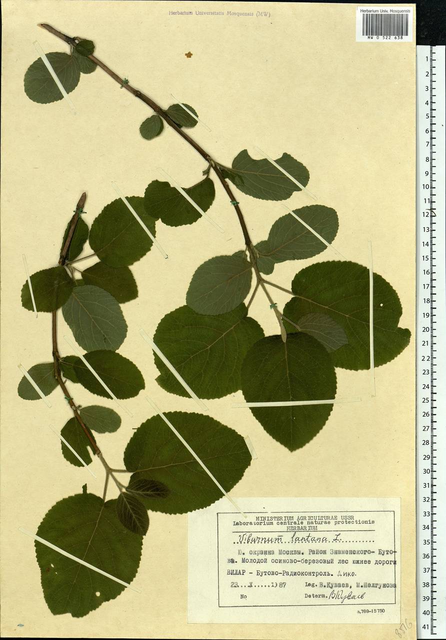 Viburnum lantana L., Eastern Europe, Moscow region (E4a) (Russia)