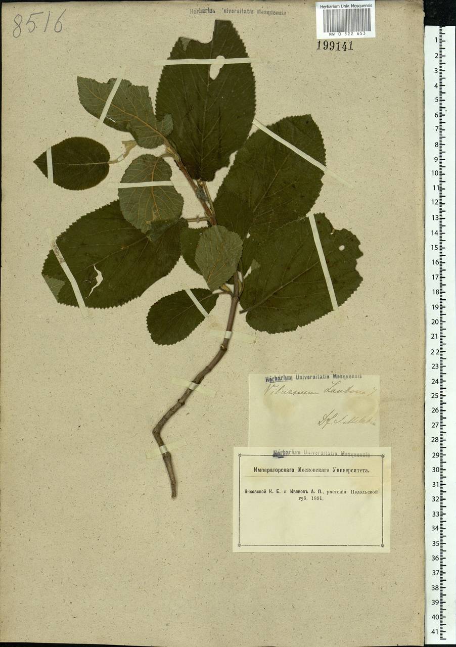 Viburnum lantana L., Eastern Europe, South Ukrainian region (E12) (Ukraine)