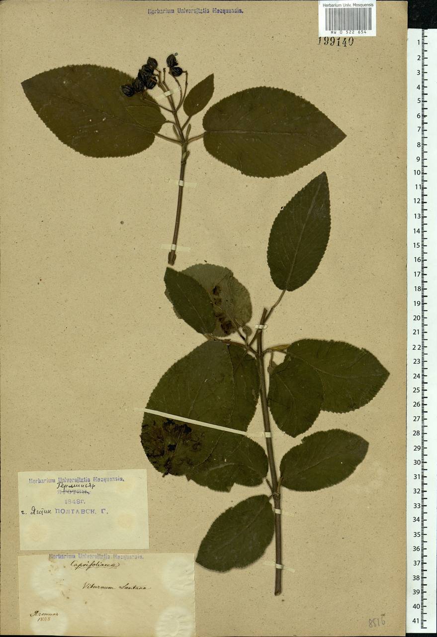 Viburnum lantana L., Eastern Europe, North Ukrainian region (E11) (Ukraine)