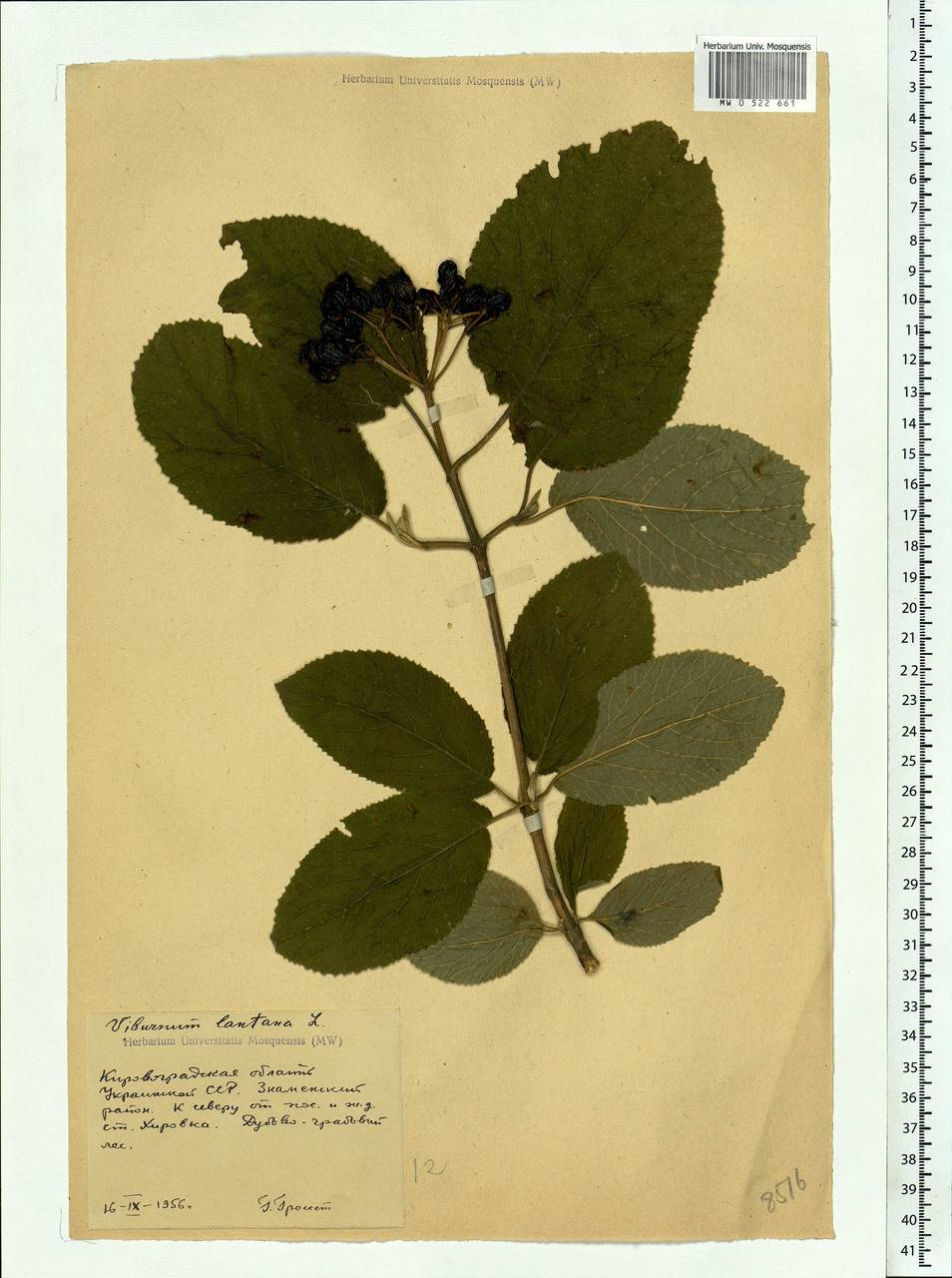 Viburnum lantana L., Eastern Europe, South Ukrainian region (E12) (Ukraine)