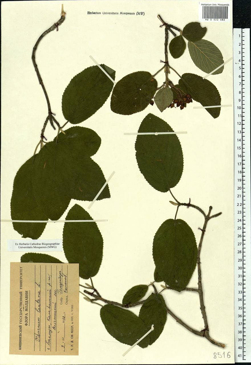 Viburnum lantana L., Eastern Europe, Moldova (E13a) (Moldova)