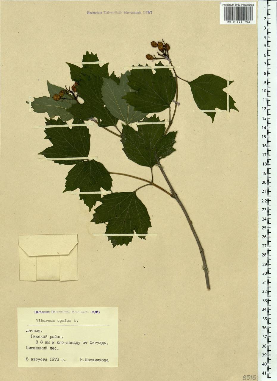 Viburnum opulus L., Eastern Europe, Latvia (E2b) (Latvia)
