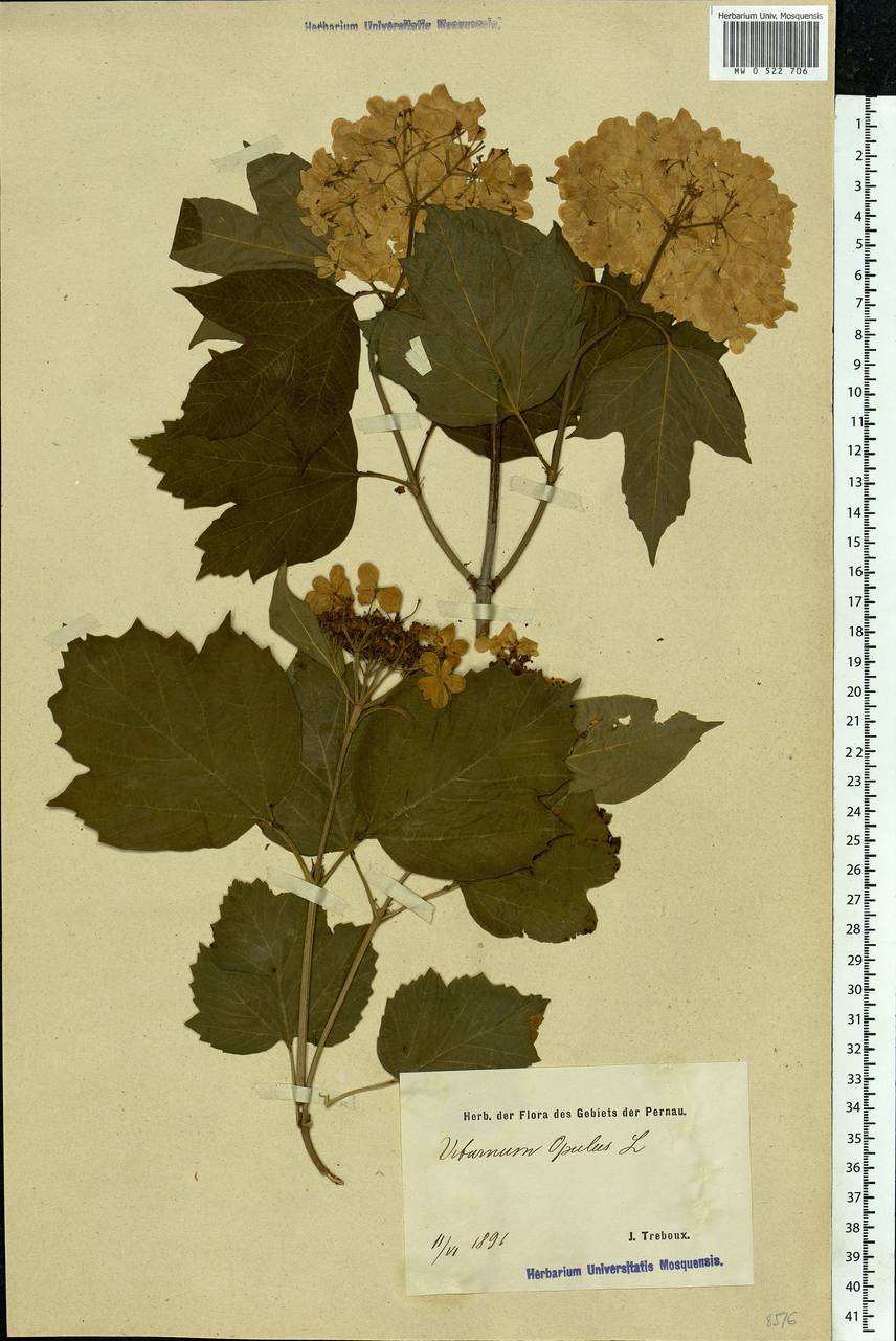 Viburnum opulus L., Eastern Europe, Estonia (E2c) (Estonia)