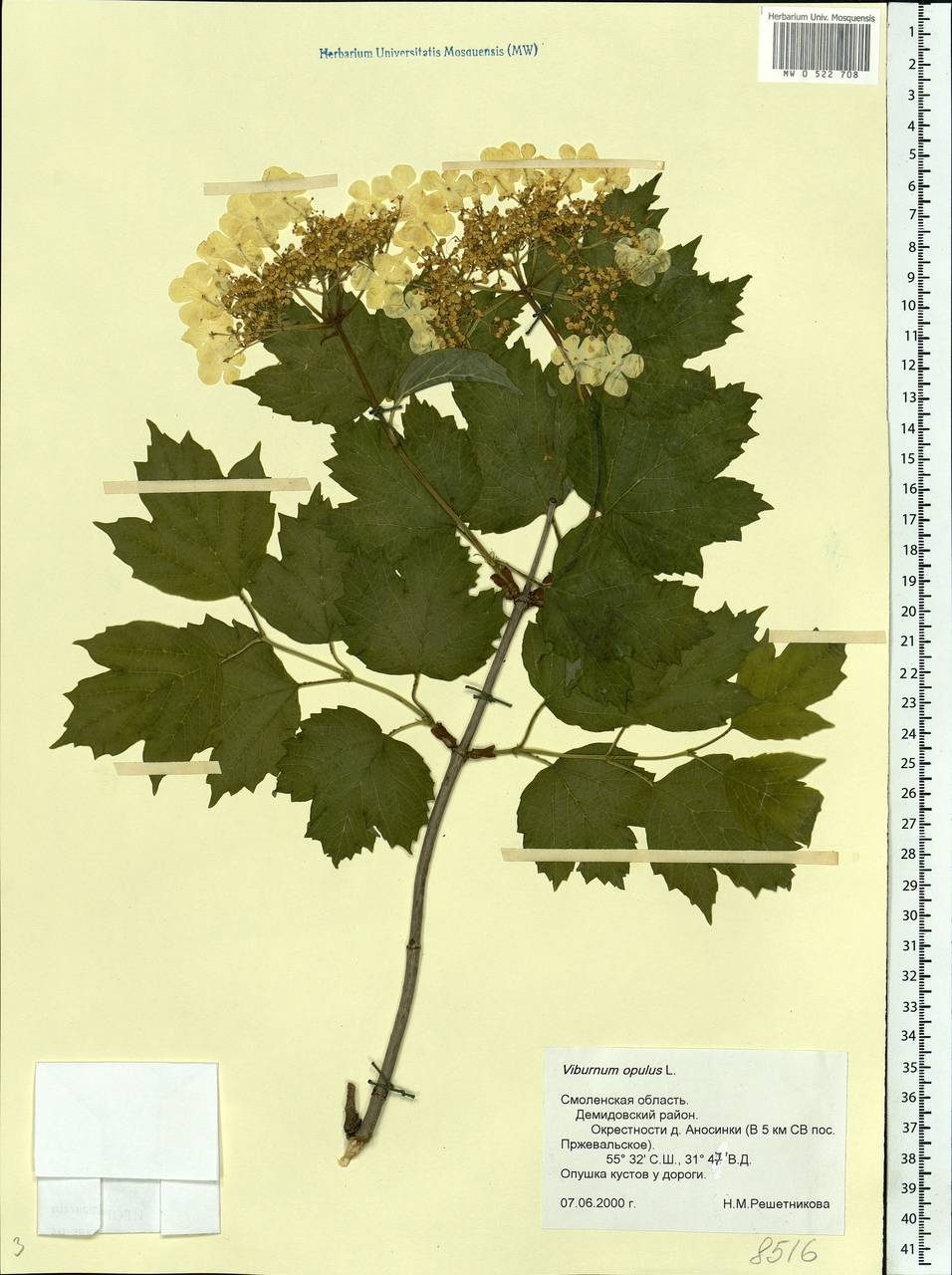 Viburnum opulus L., Eastern Europe, Western region (E3) (Russia)