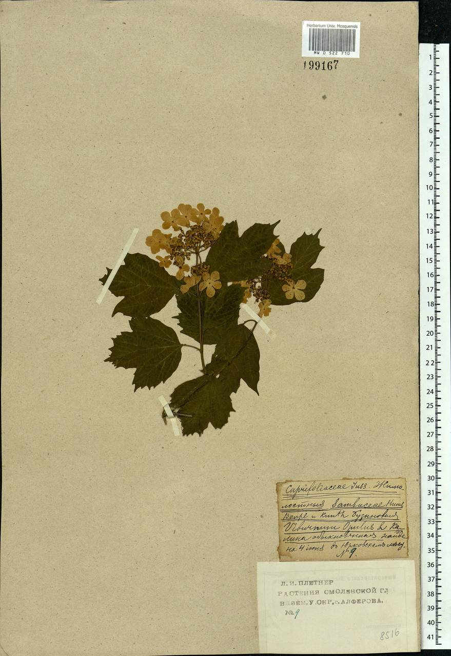 Viburnum opulus L., Eastern Europe, Western region (E3) (Russia)