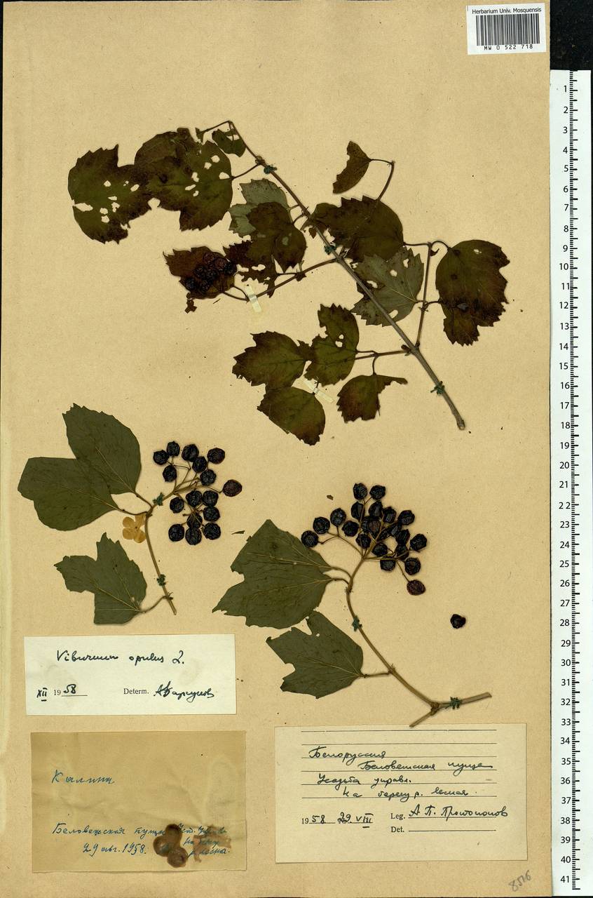Viburnum opulus L., Eastern Europe, Belarus (E3a) (Belarus)