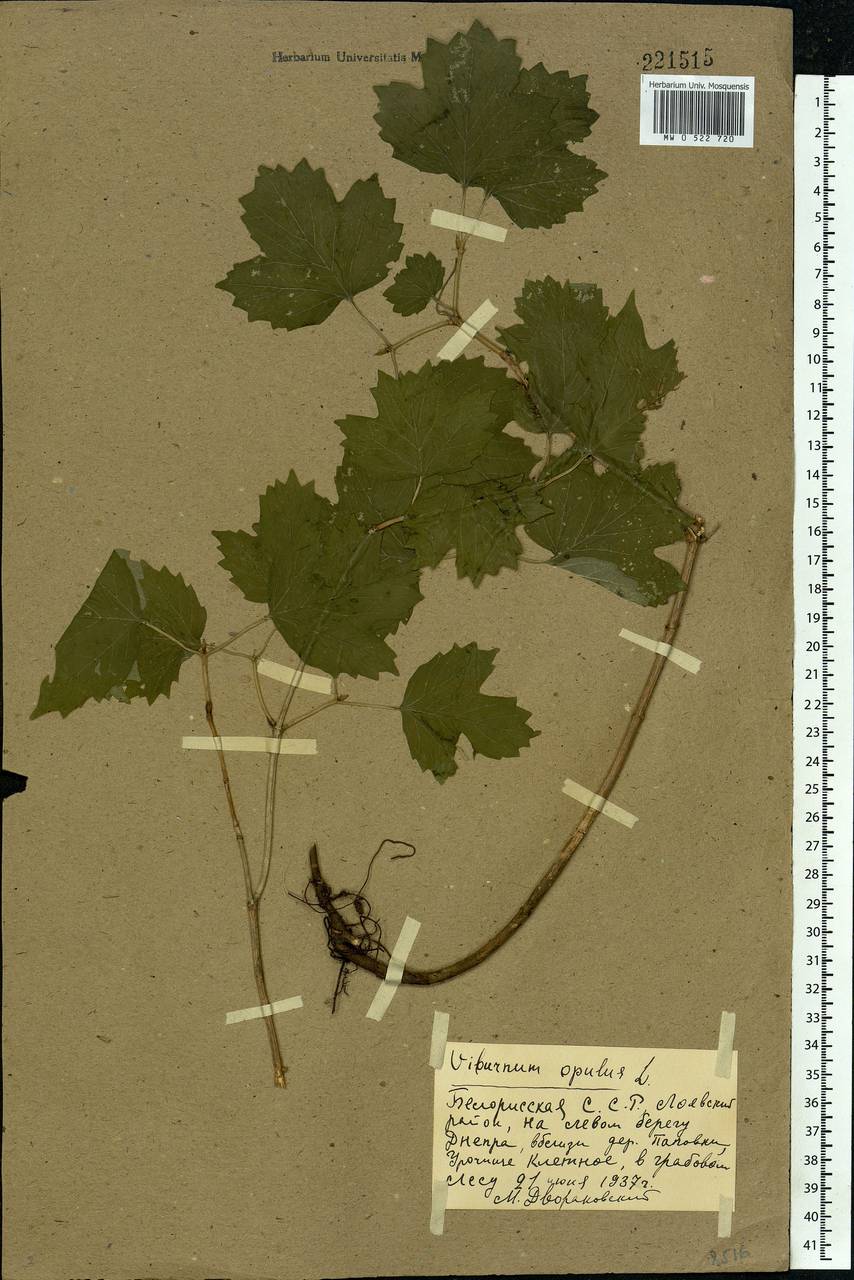 Viburnum opulus L., Eastern Europe, Belarus (E3a) (Belarus)