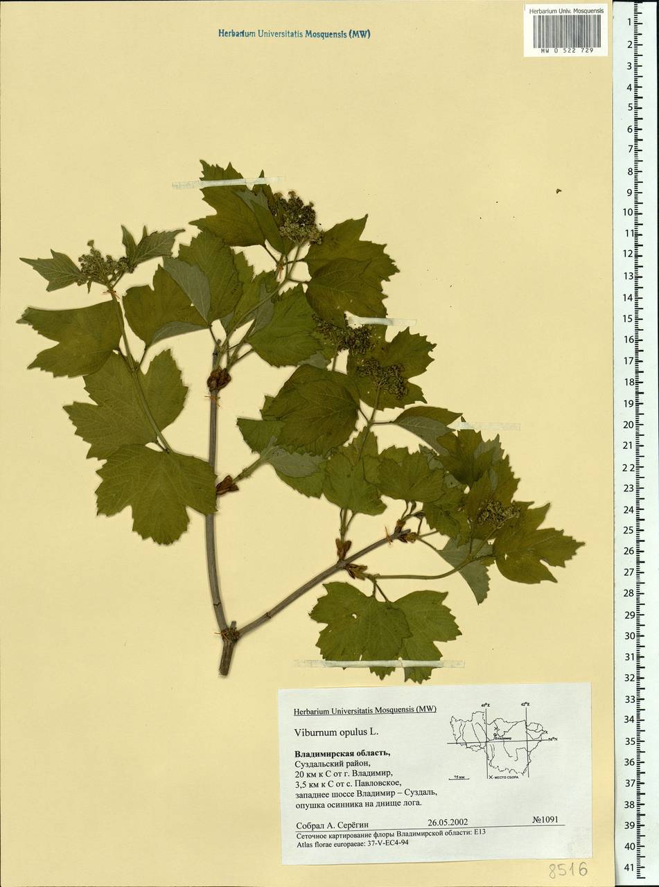 Viburnum opulus L., Eastern Europe, Central region (E4) (Russia)