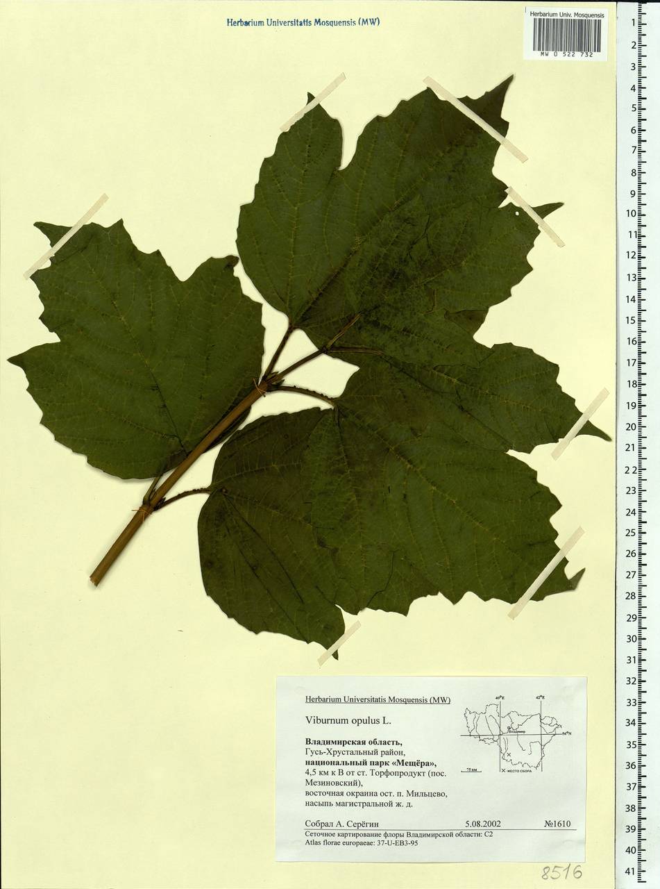 Viburnum opulus L., Eastern Europe, Central region (E4) (Russia)
