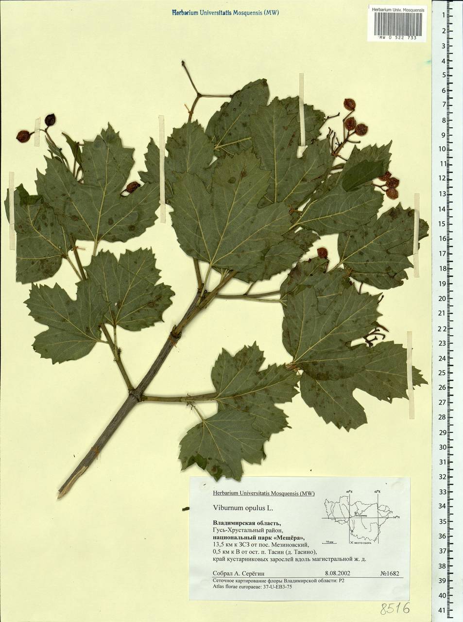 Viburnum opulus L., Eastern Europe, Central region (E4) (Russia)