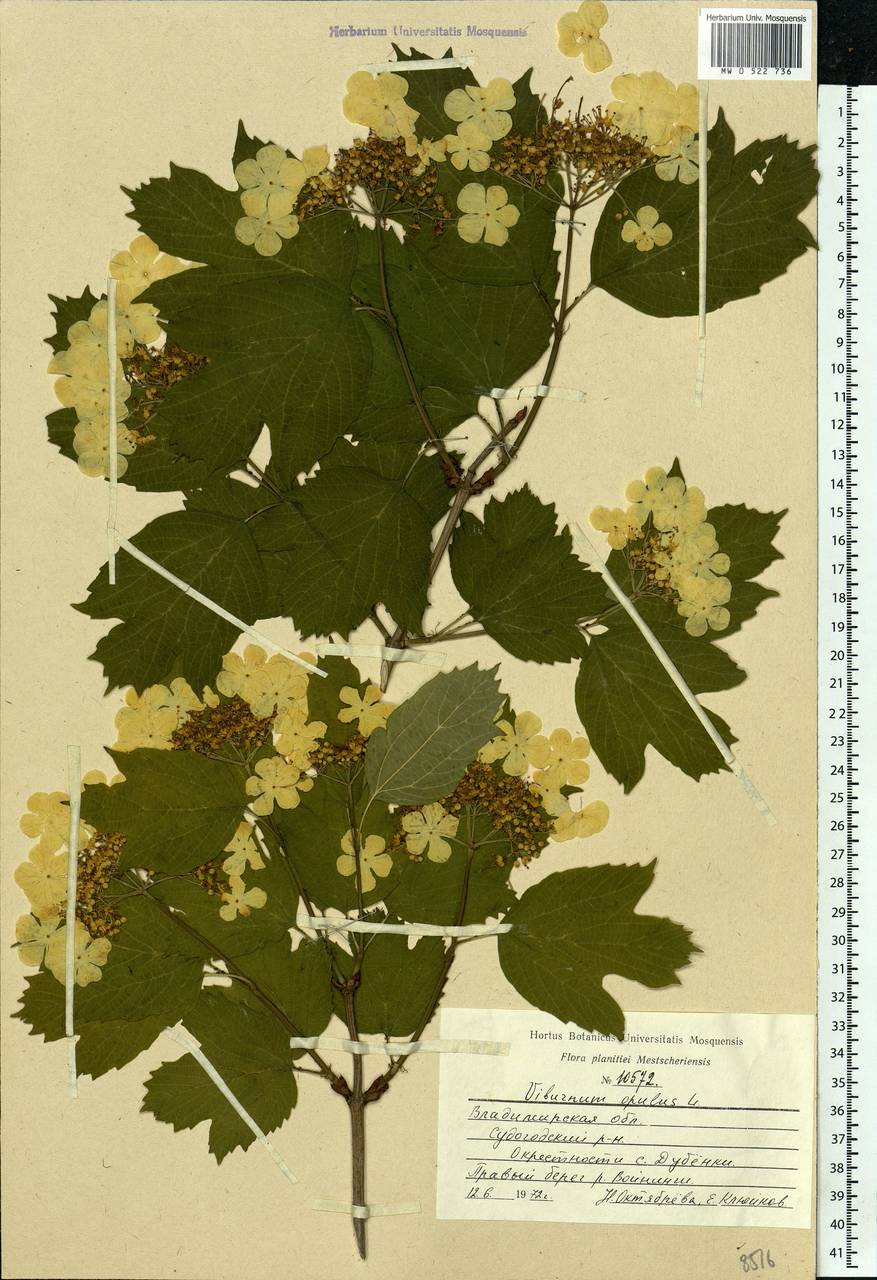 Viburnum opulus L., Eastern Europe, Central region (E4) (Russia)