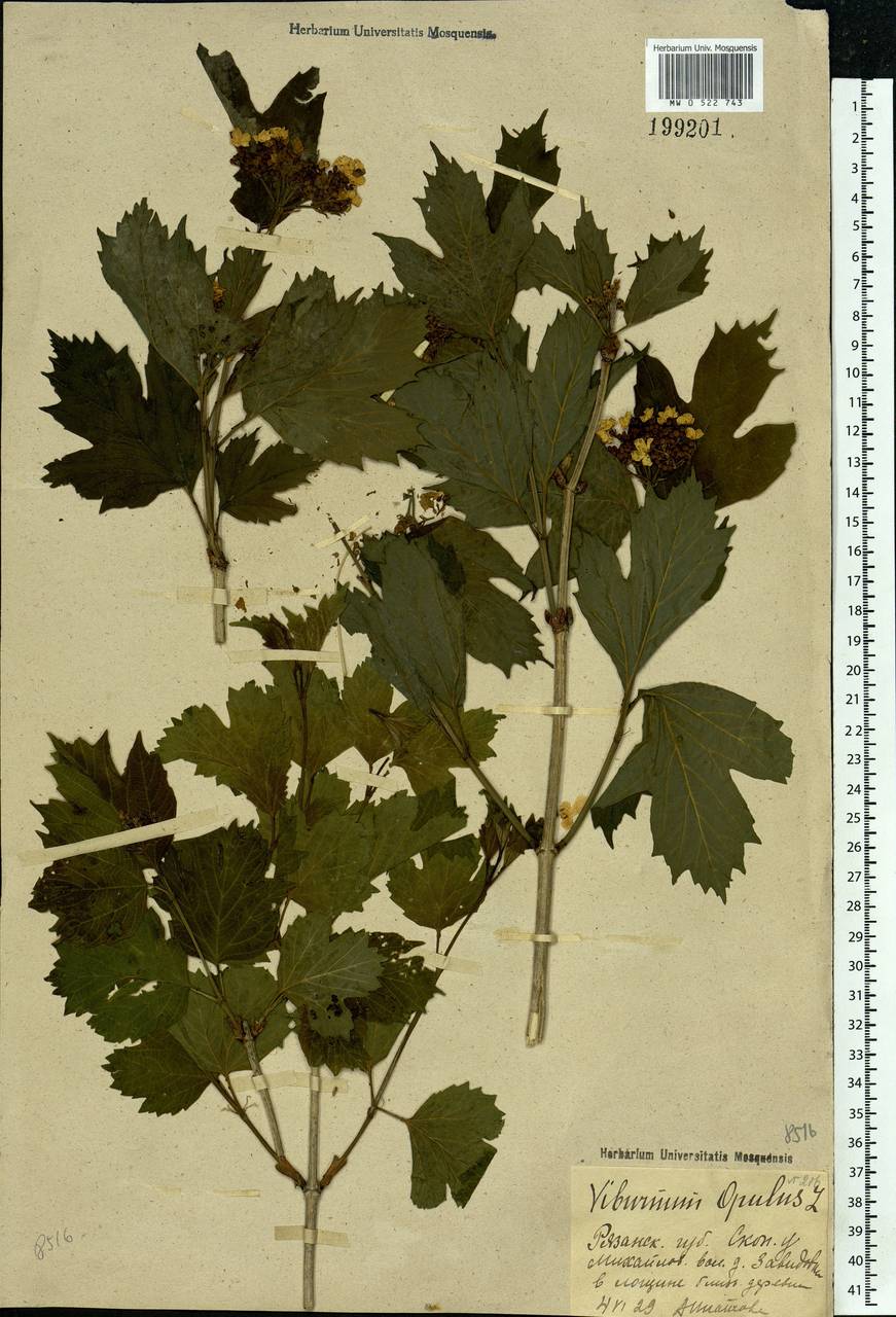 Viburnum opulus L., Eastern Europe, Central region (E4) (Russia)