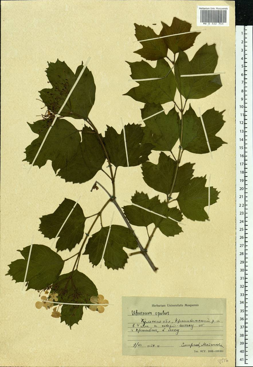 Viburnum opulus L., Eastern Europe, Central region (E4) (Russia)