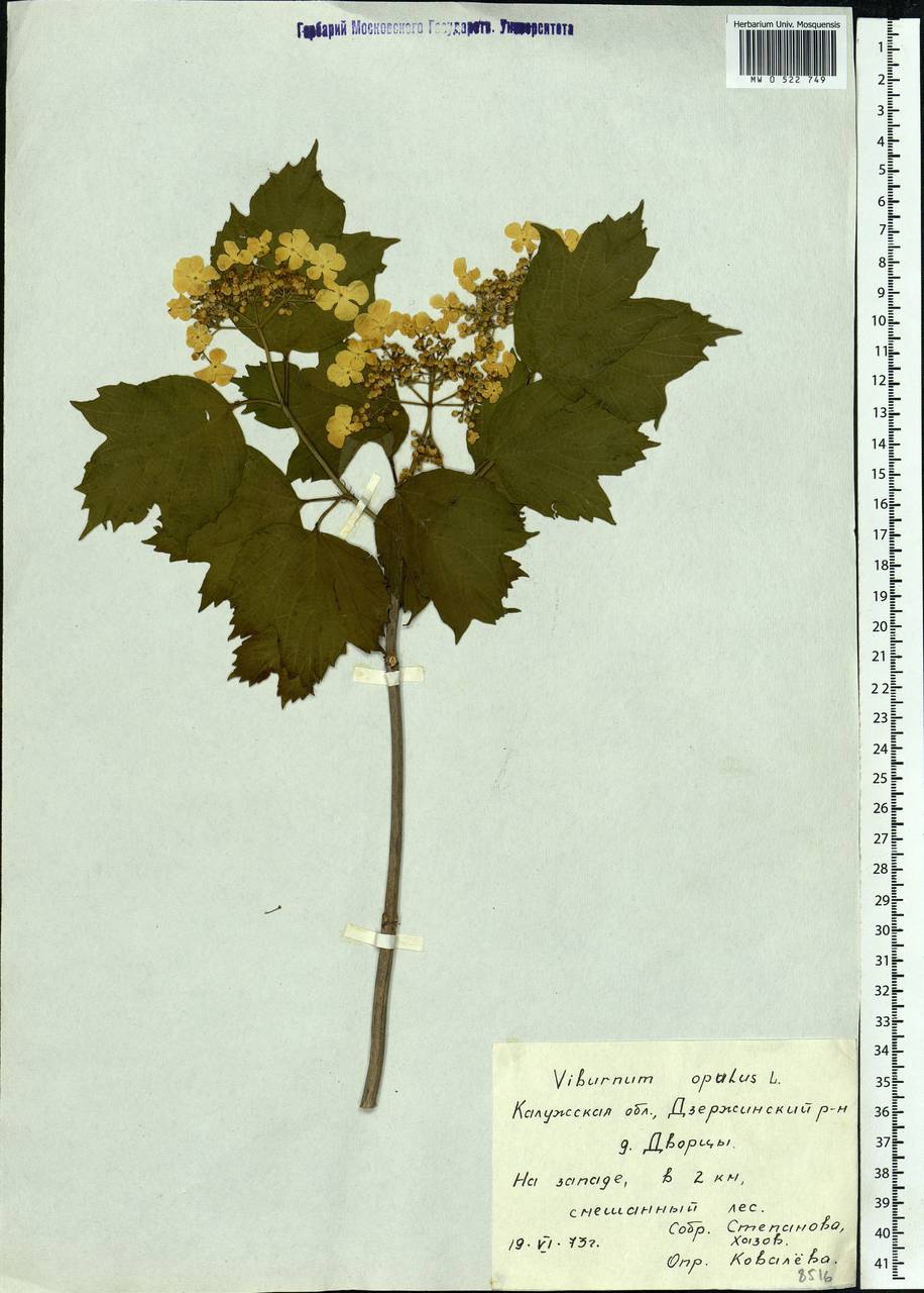 Viburnum opulus L., Eastern Europe, Central region (E4) (Russia)