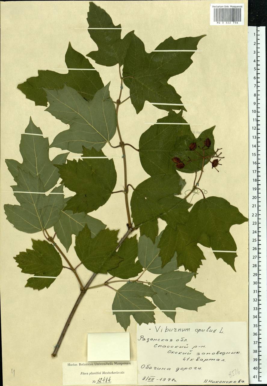 Viburnum opulus L., Eastern Europe, Central region (E4) (Russia)