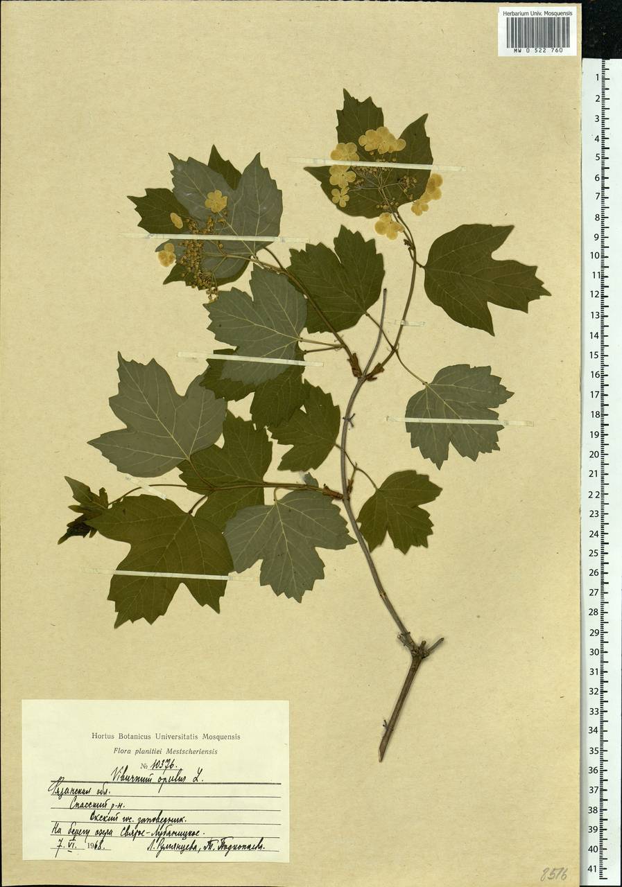 Viburnum opulus L., Eastern Europe, Central region (E4) (Russia)