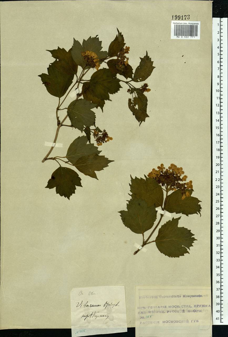 Viburnum opulus L., Eastern Europe, Moscow region (E4a) (Russia)