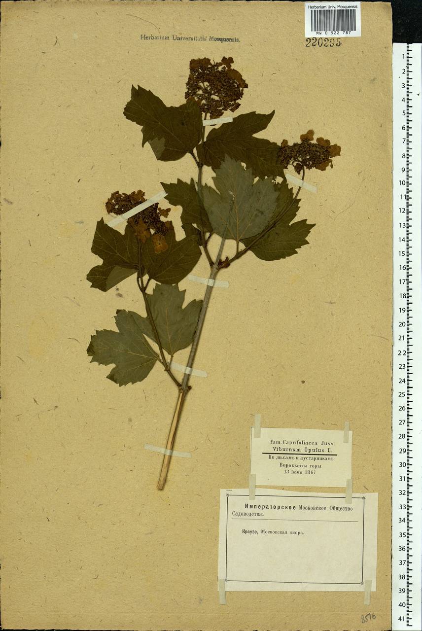 Viburnum opulus L., Eastern Europe, Moscow region (E4a) (Russia)