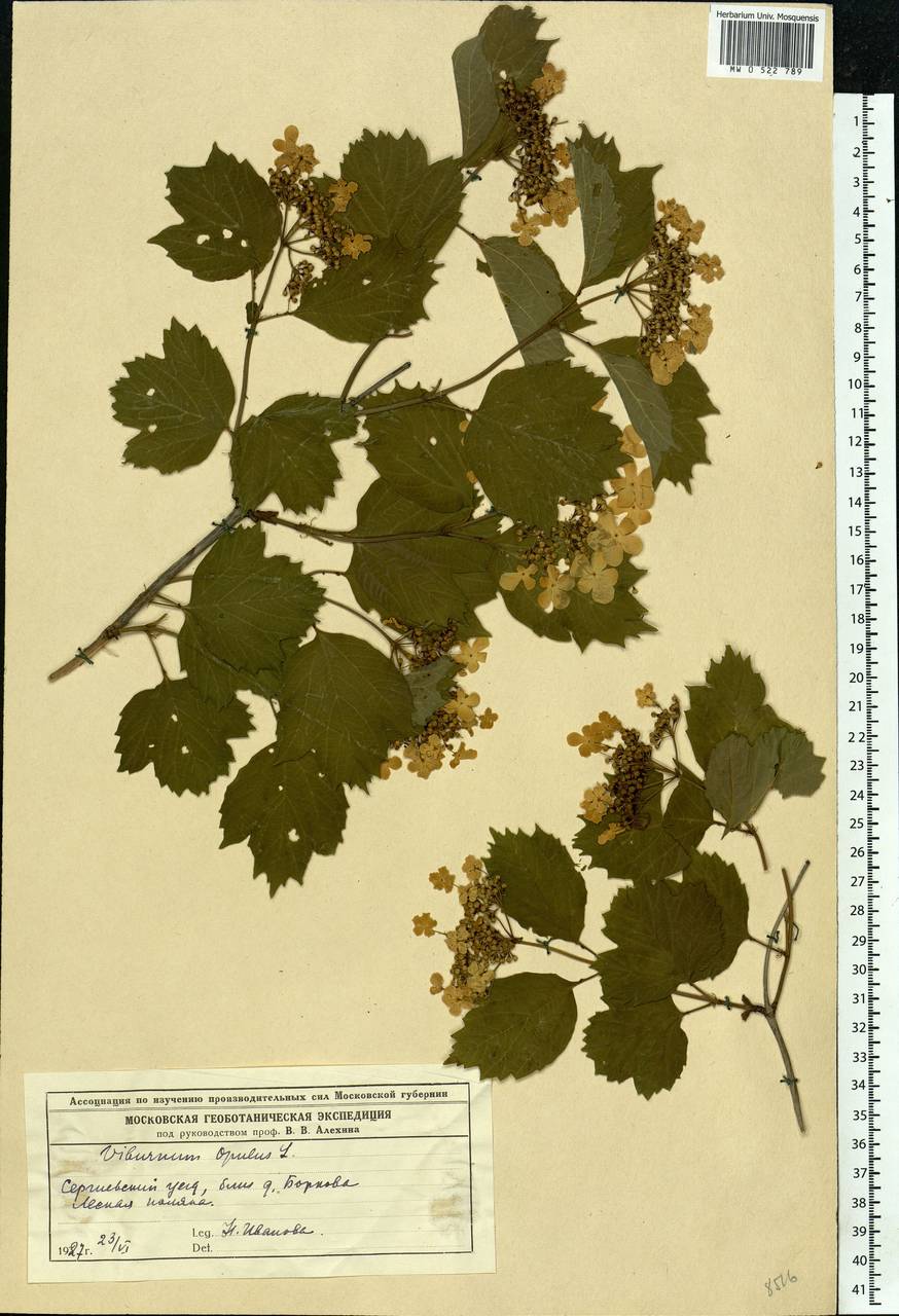 Viburnum opulus L., Eastern Europe, Moscow region (E4a) (Russia)