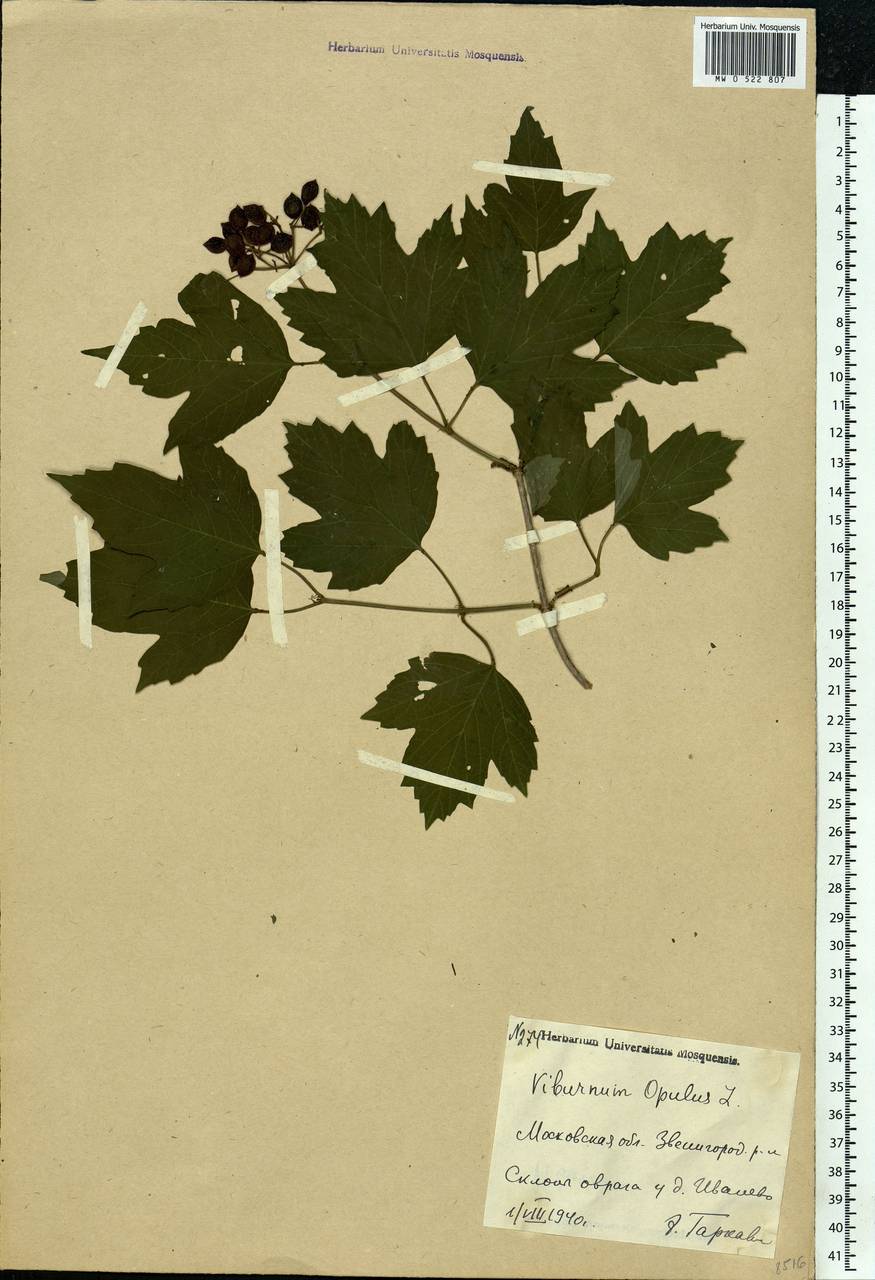 Viburnum opulus L., Eastern Europe, Moscow region (E4a) (Russia)