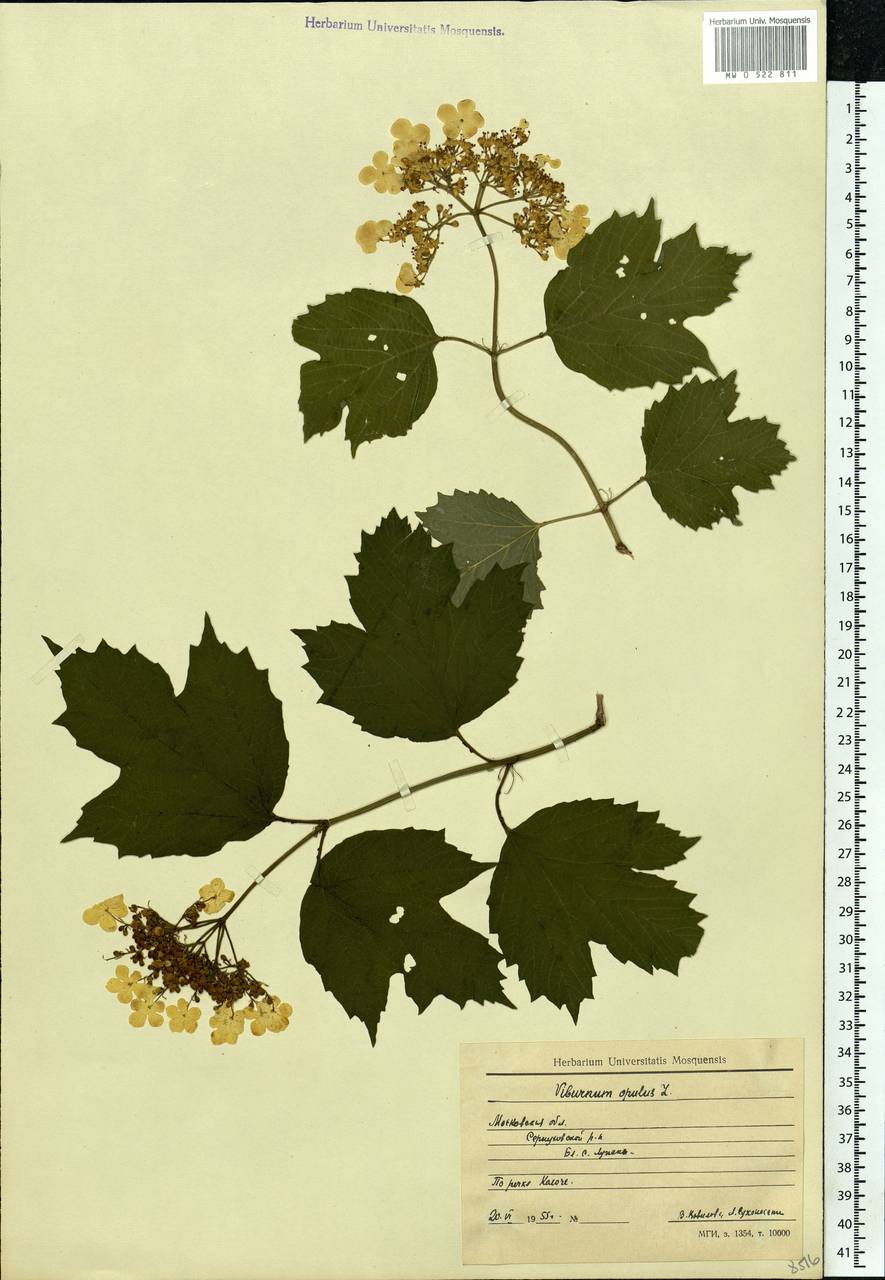 Viburnum opulus L., Eastern Europe, Moscow region (E4a) (Russia)