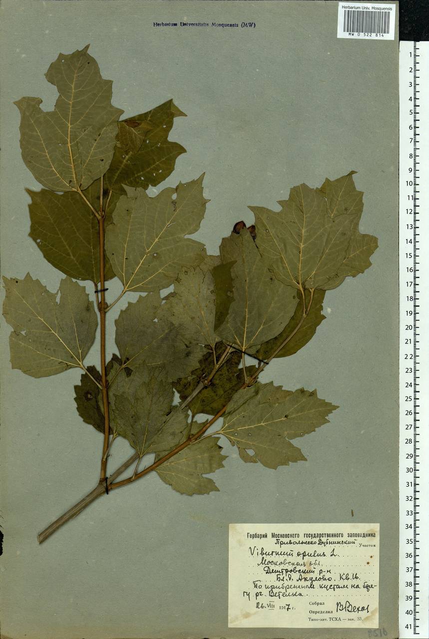 Viburnum opulus L., Eastern Europe, Moscow region (E4a) (Russia)
