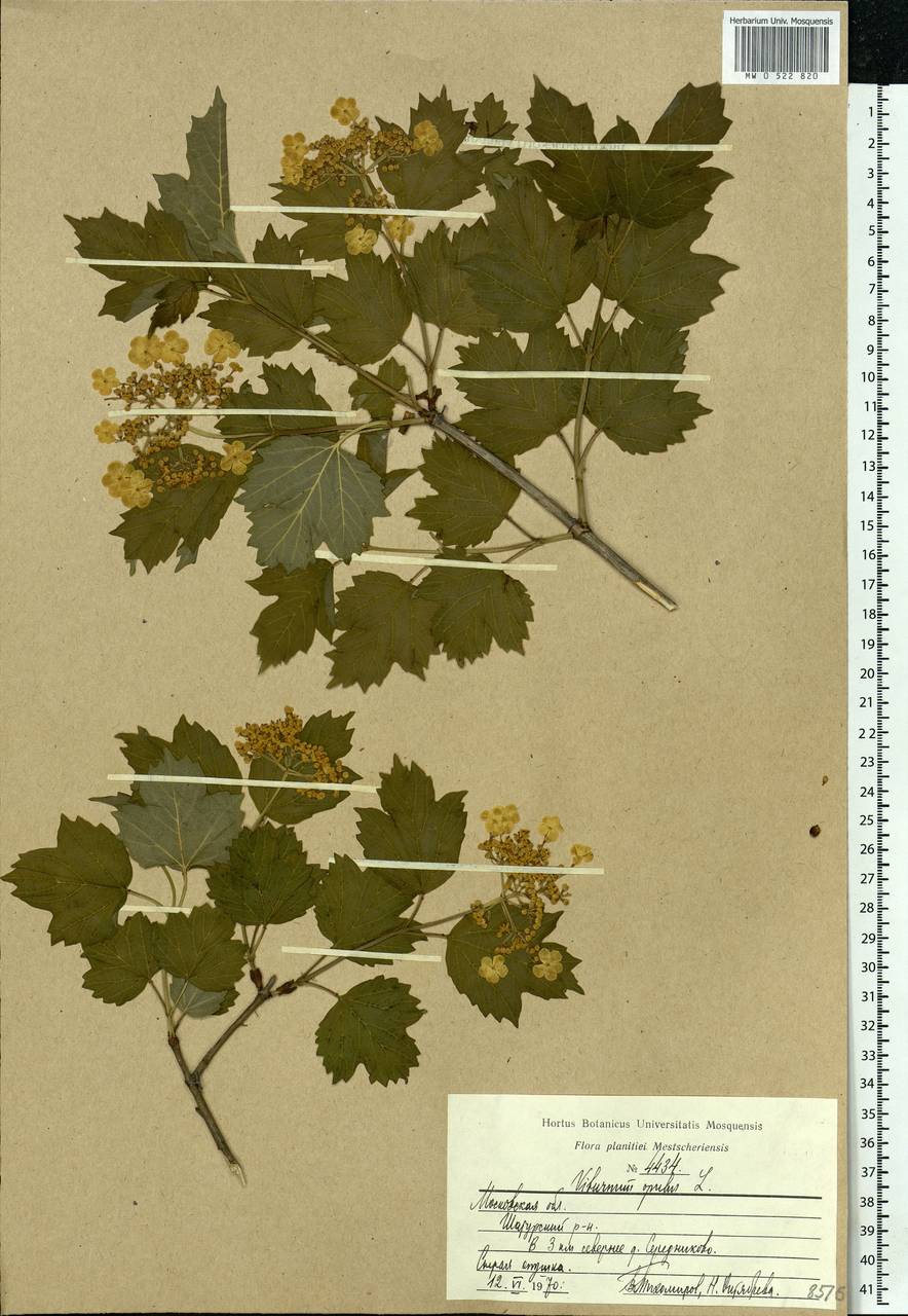 Viburnum opulus L., Eastern Europe, Moscow region (E4a) (Russia)