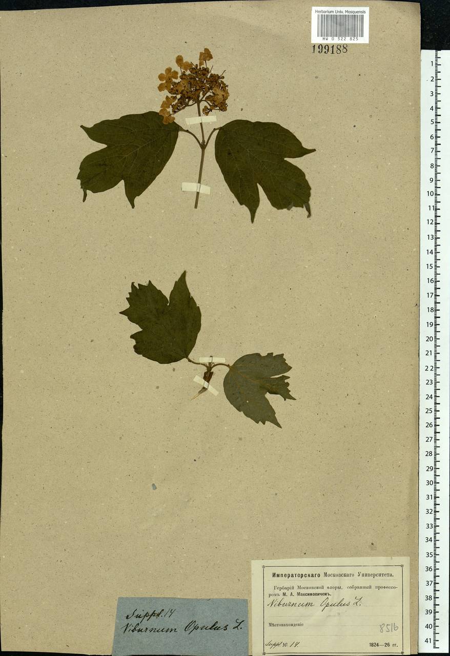 Viburnum opulus L., Eastern Europe, Moscow region (E4a) (Russia)