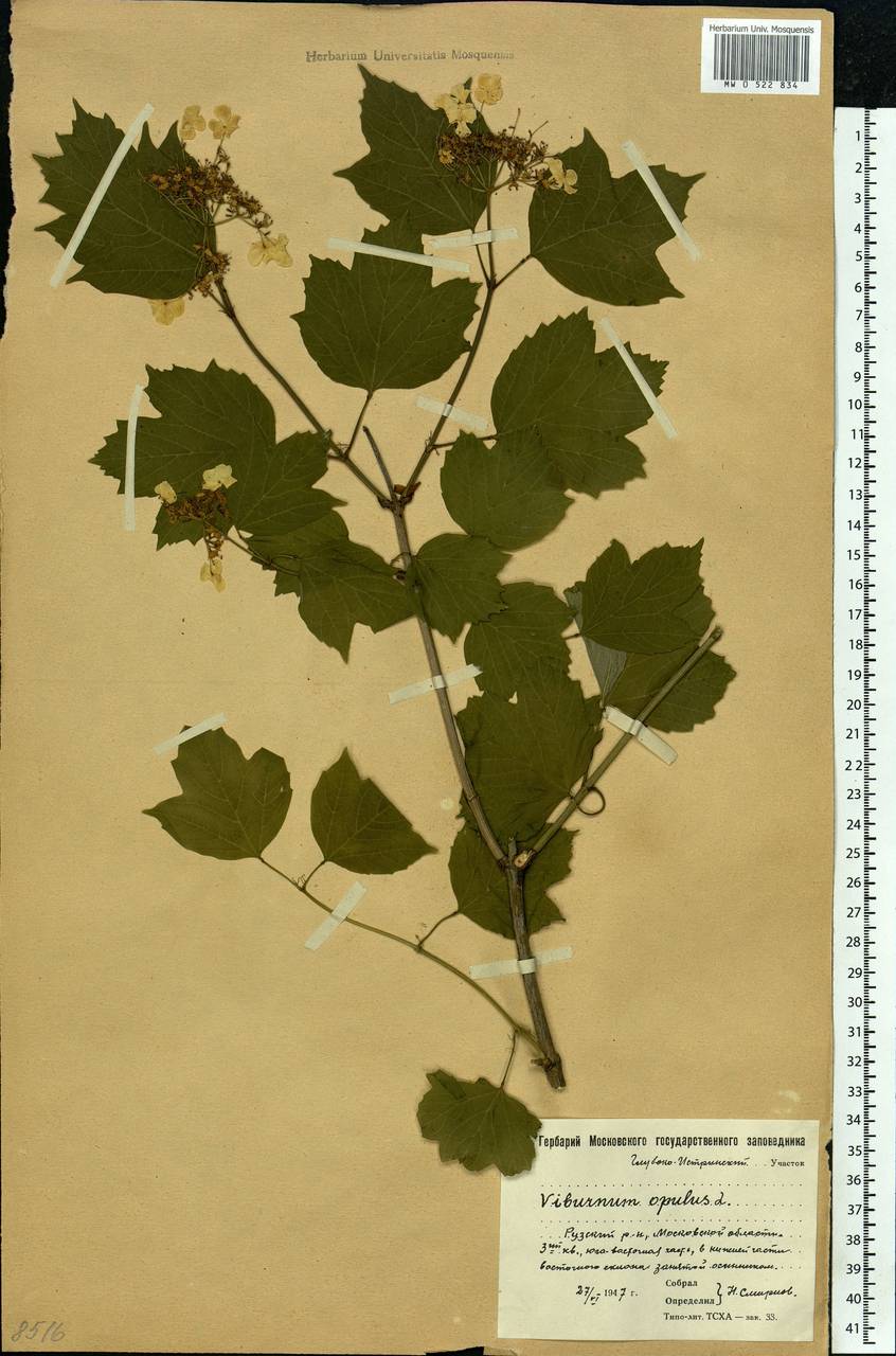 Viburnum opulus L., Eastern Europe, Moscow region (E4a) (Russia)