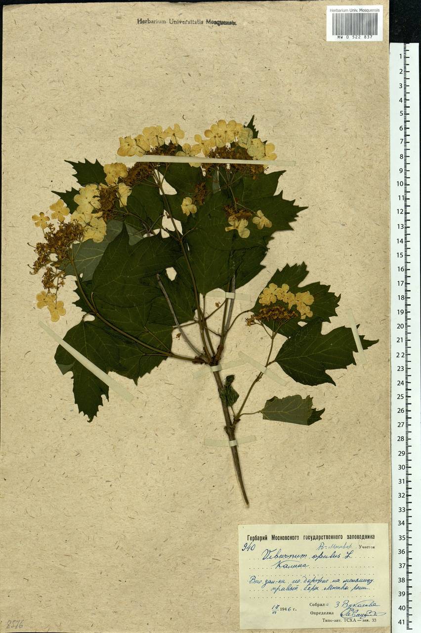 Viburnum opulus L., Eastern Europe, Moscow region (E4a) (Russia)