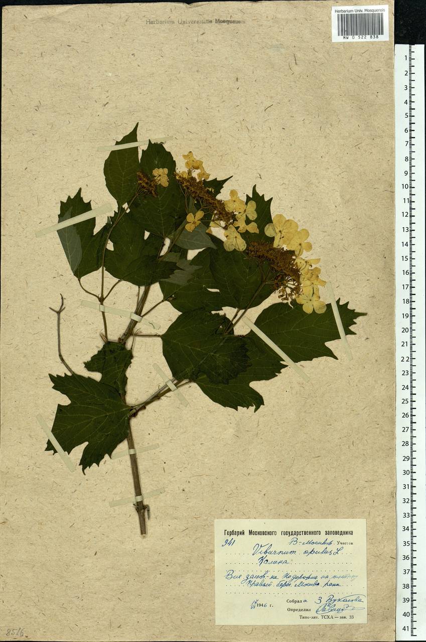 Viburnum opulus L., Eastern Europe, Moscow region (E4a) (Russia)