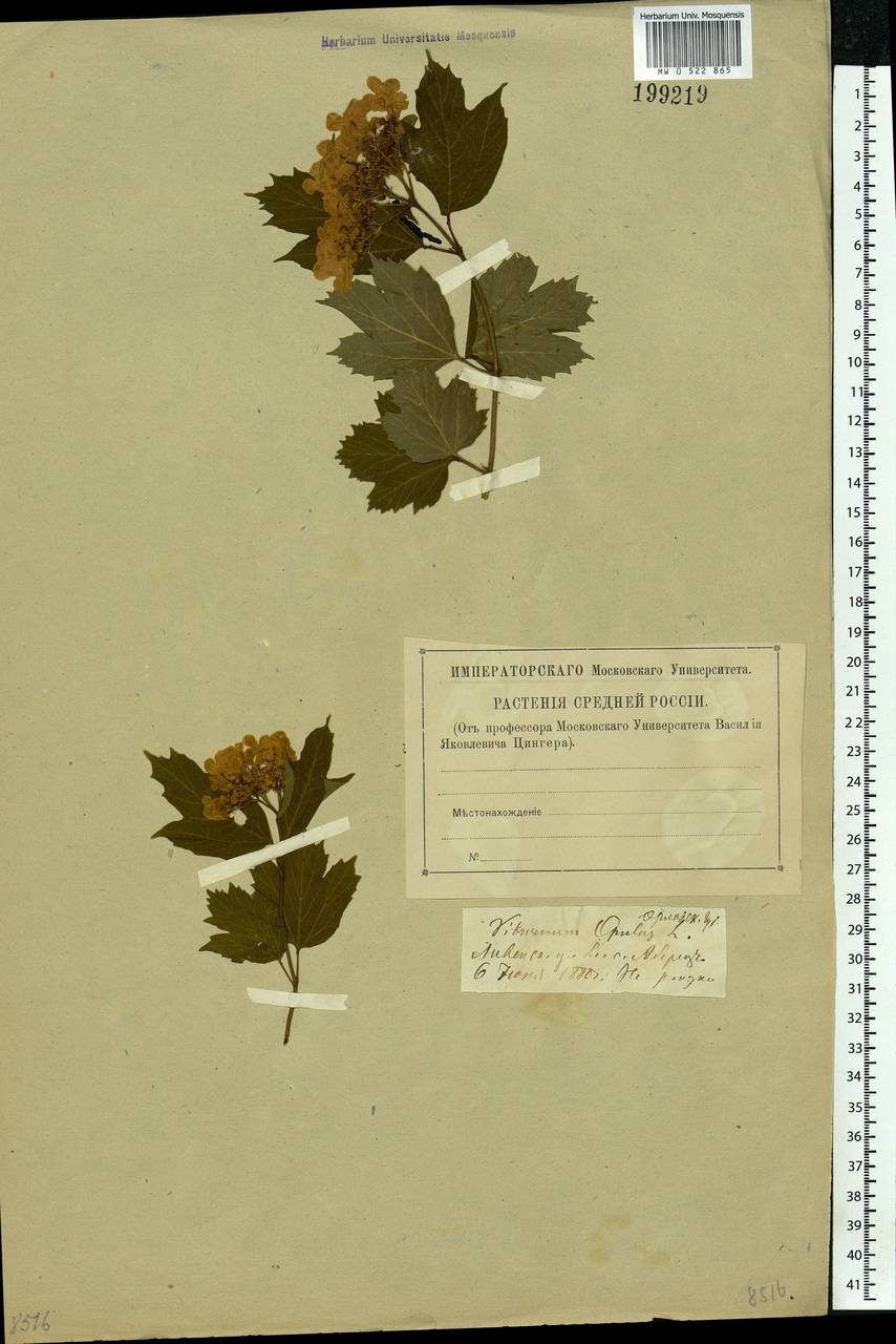 Viburnum opulus L., Eastern Europe, Central forest-and-steppe region (E6) (Russia)