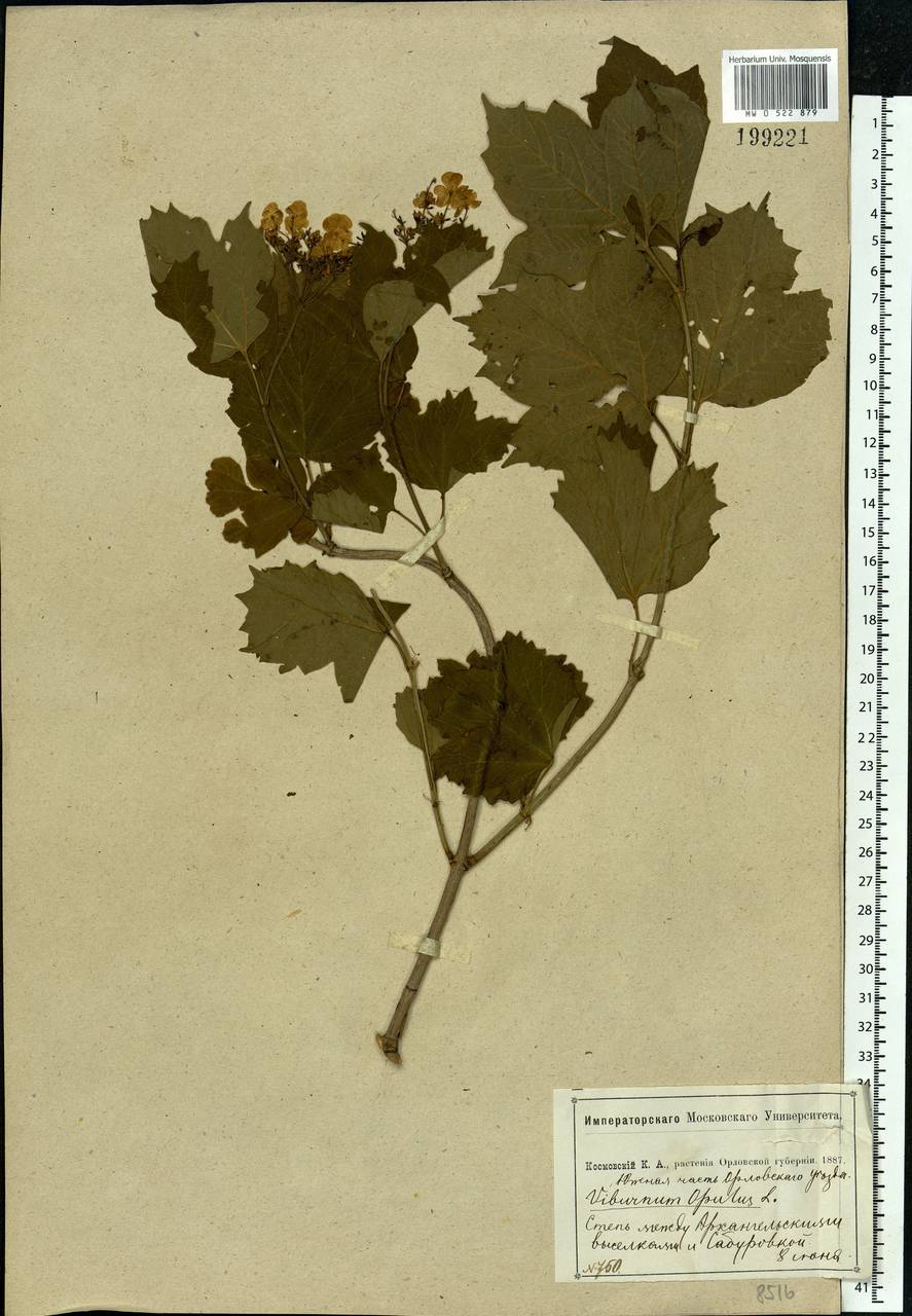 Viburnum opulus L., Eastern Europe, Central forest-and-steppe region (E6) (Russia)