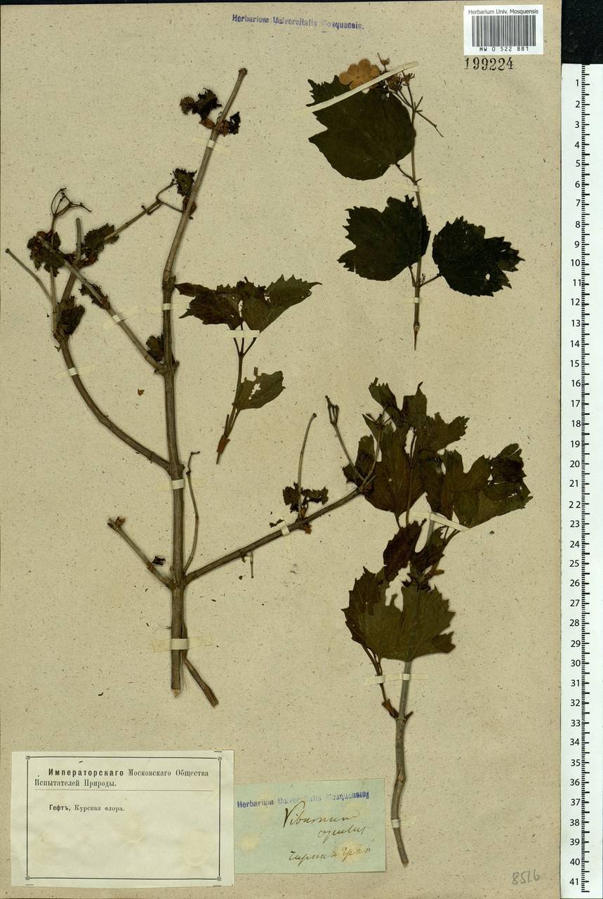 Viburnum opulus L., Eastern Europe, Central forest-and-steppe region (E6) (Russia)
