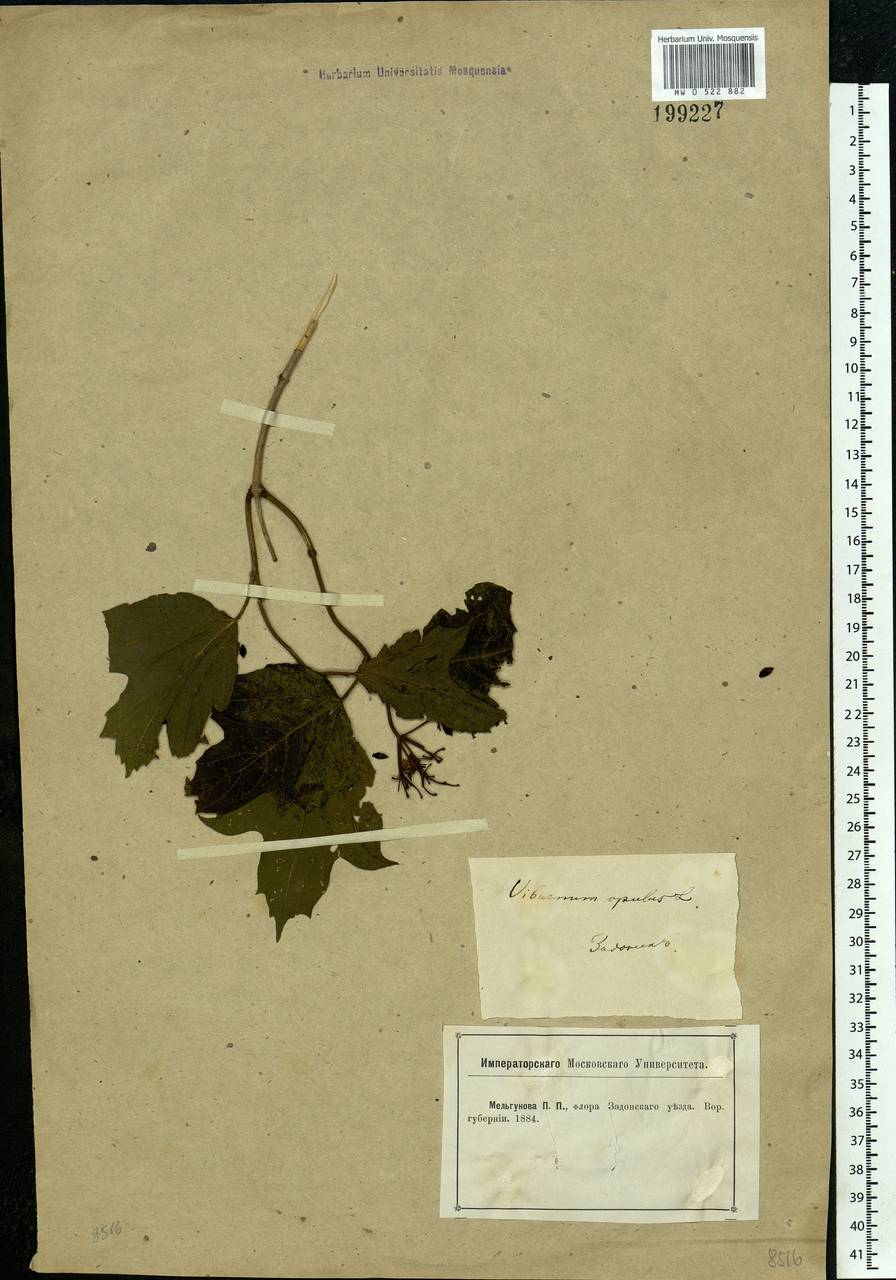 Viburnum opulus L., Eastern Europe, Central forest-and-steppe region (E6) (Russia)