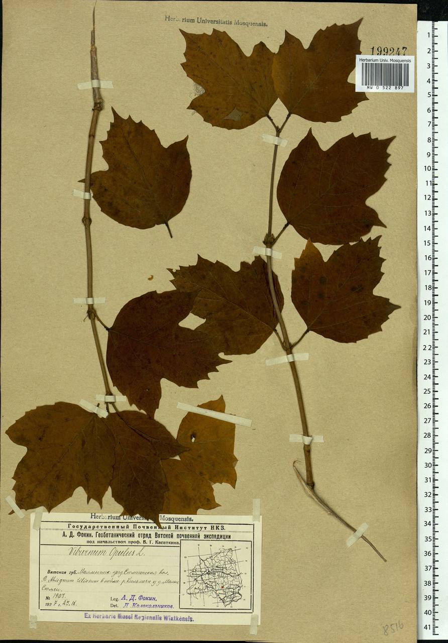 Viburnum opulus L., Eastern Europe, Volga-Kama region (E7) (Russia)