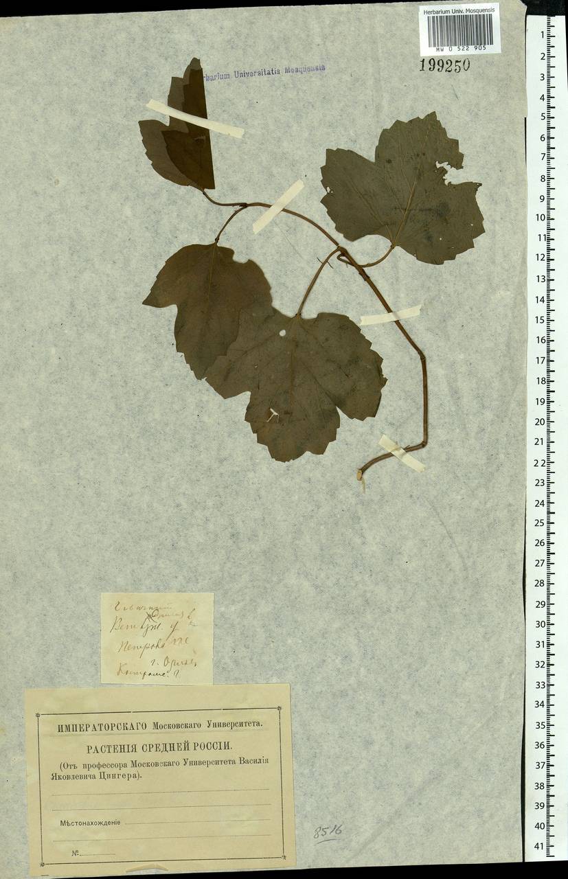 Viburnum opulus L., Eastern Europe, Volga-Kama region (E7) (Russia)