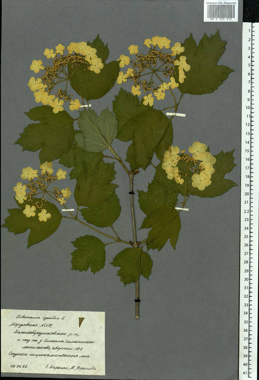 Viburnum opulus L., Eastern Europe, Middle Volga region (E8) (Russia)