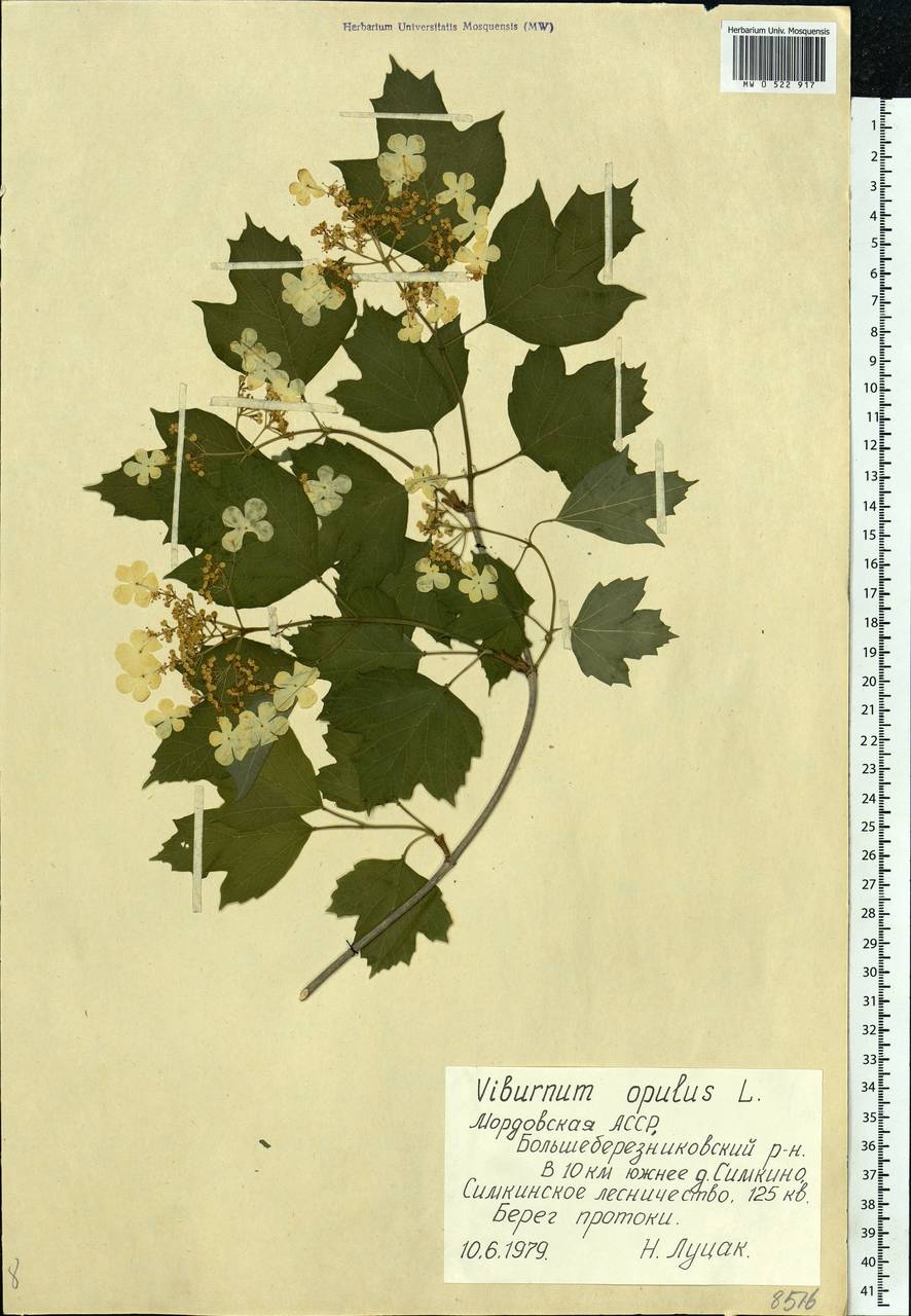 Viburnum opulus L., Eastern Europe, Middle Volga region (E8) (Russia)