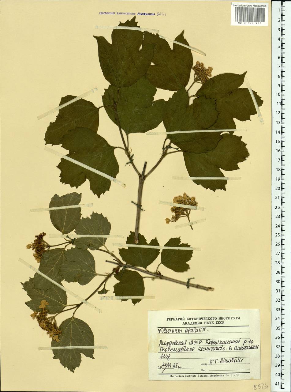 Viburnum opulus L., Eastern Europe, Middle Volga region (E8) (Russia)