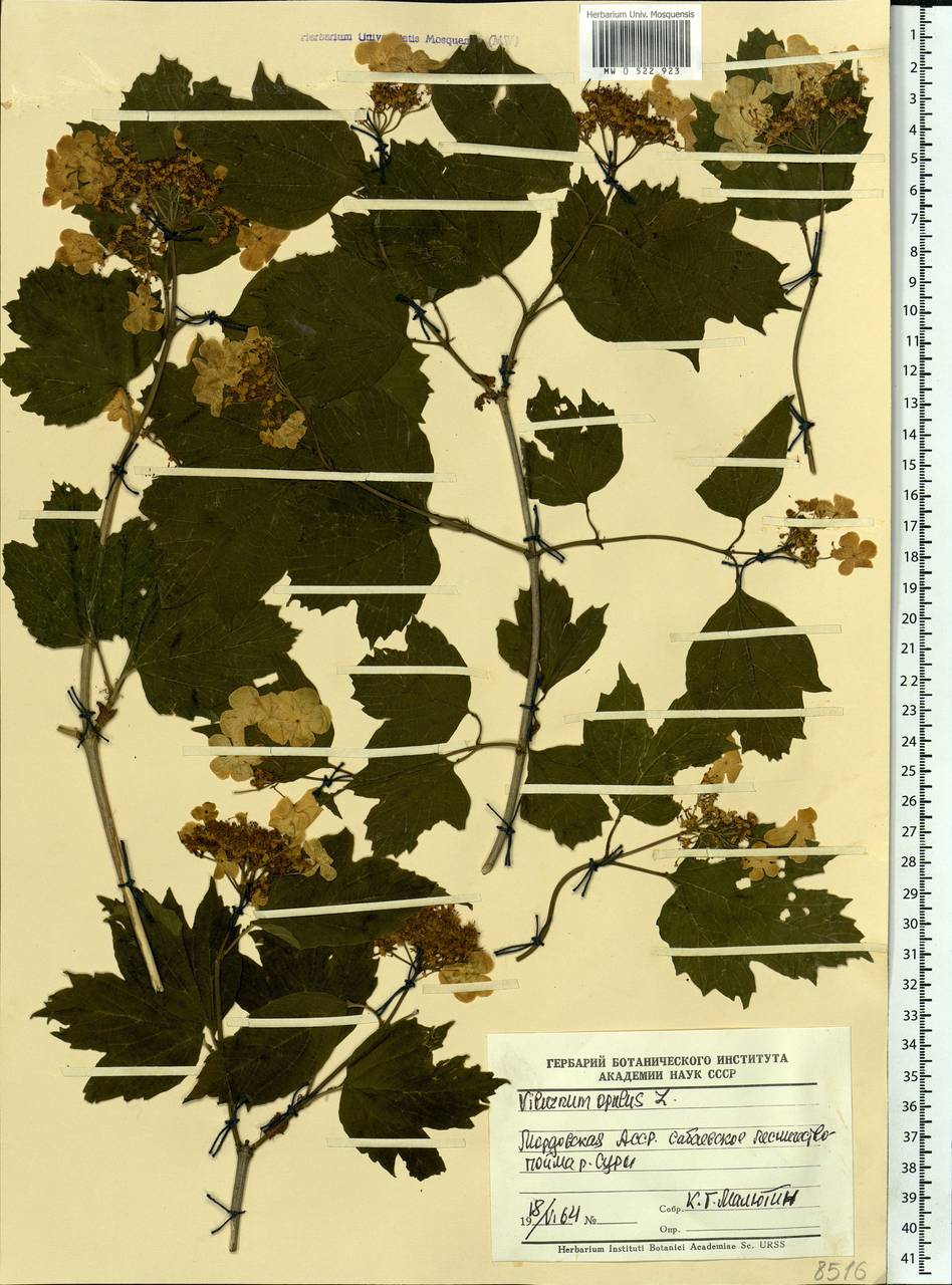 Viburnum opulus L., Eastern Europe, Middle Volga region (E8) (Russia)