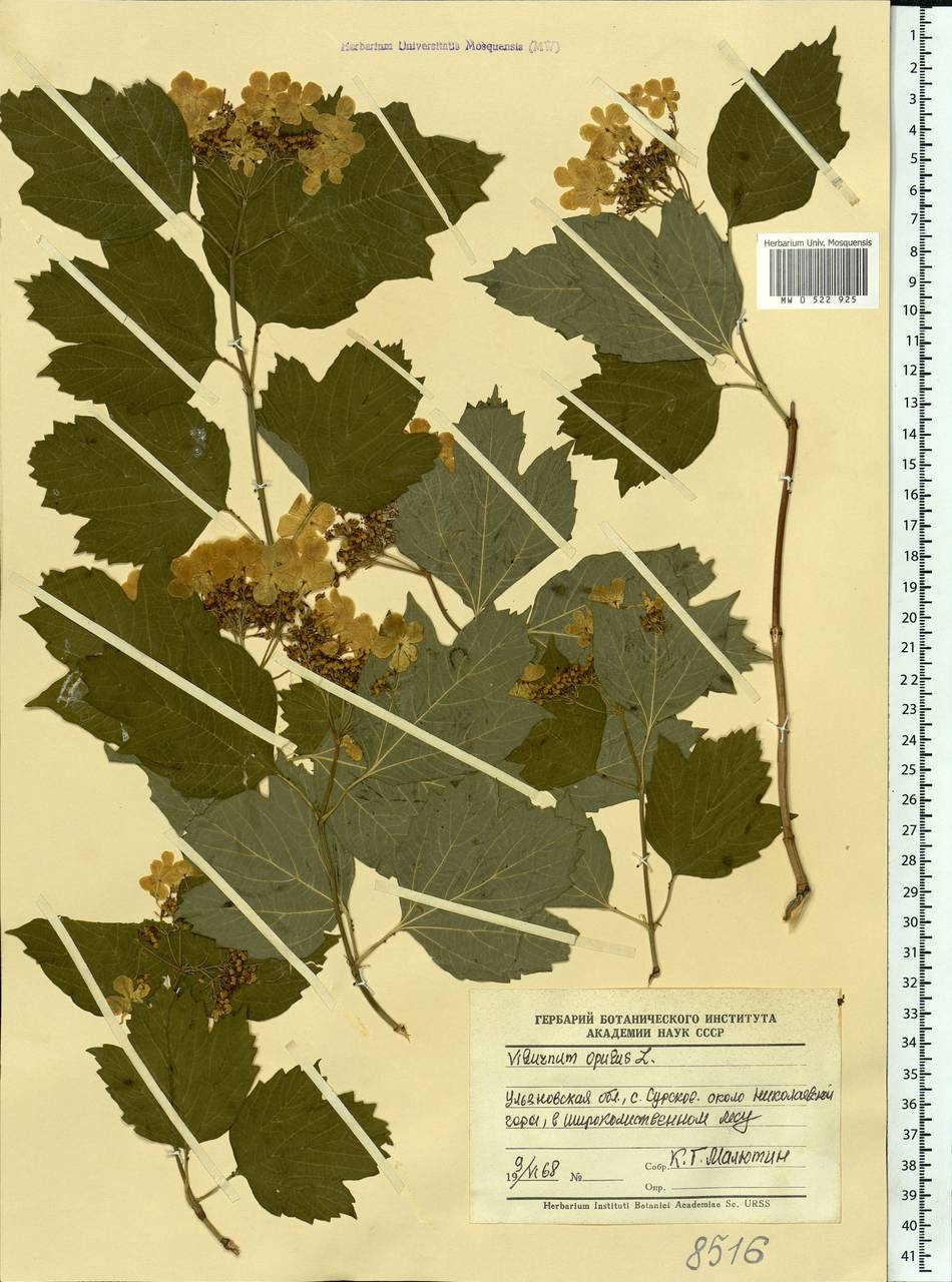 Viburnum opulus L., Eastern Europe, Middle Volga region (E8) (Russia)