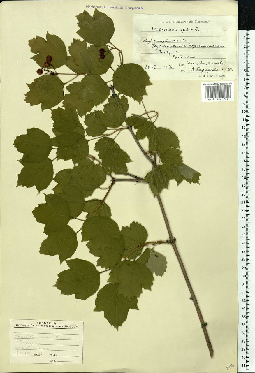 Viburnum opulus L., Eastern Europe, Middle Volga region (E8) (Russia)