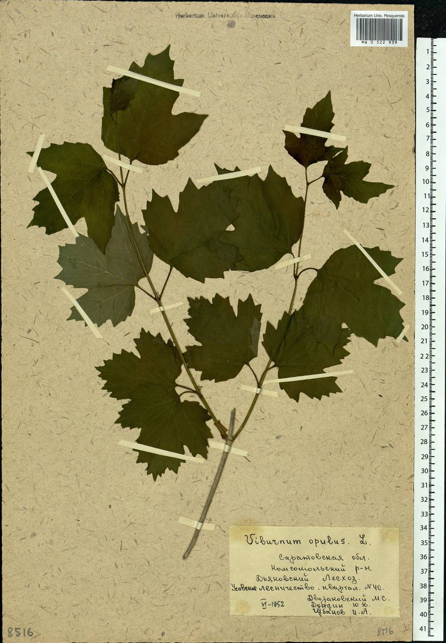 Viburnum opulus L., Eastern Europe, Lower Volga region (E9) (Russia)