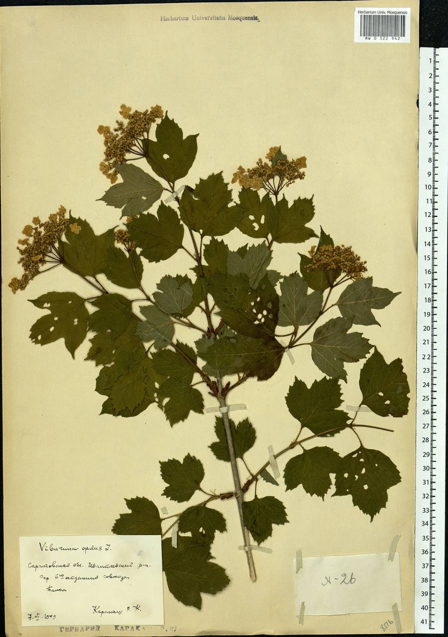 Viburnum opulus L., Eastern Europe, Lower Volga region (E9) (Russia)