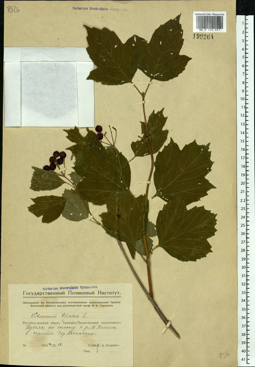 Viburnum opulus L., Eastern Europe, Eastern region (E10) (Russia)