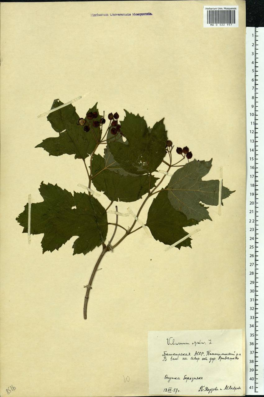 Viburnum opulus L., Eastern Europe, Eastern region (E10) (Russia)