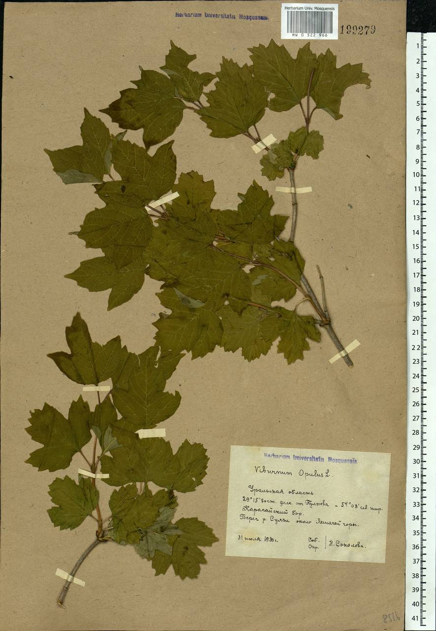 Viburnum opulus L., Eastern Europe, Eastern region (E10) (Russia)